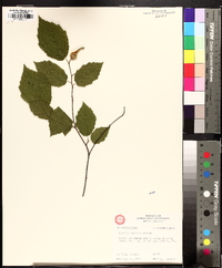 Corylus cornuta image