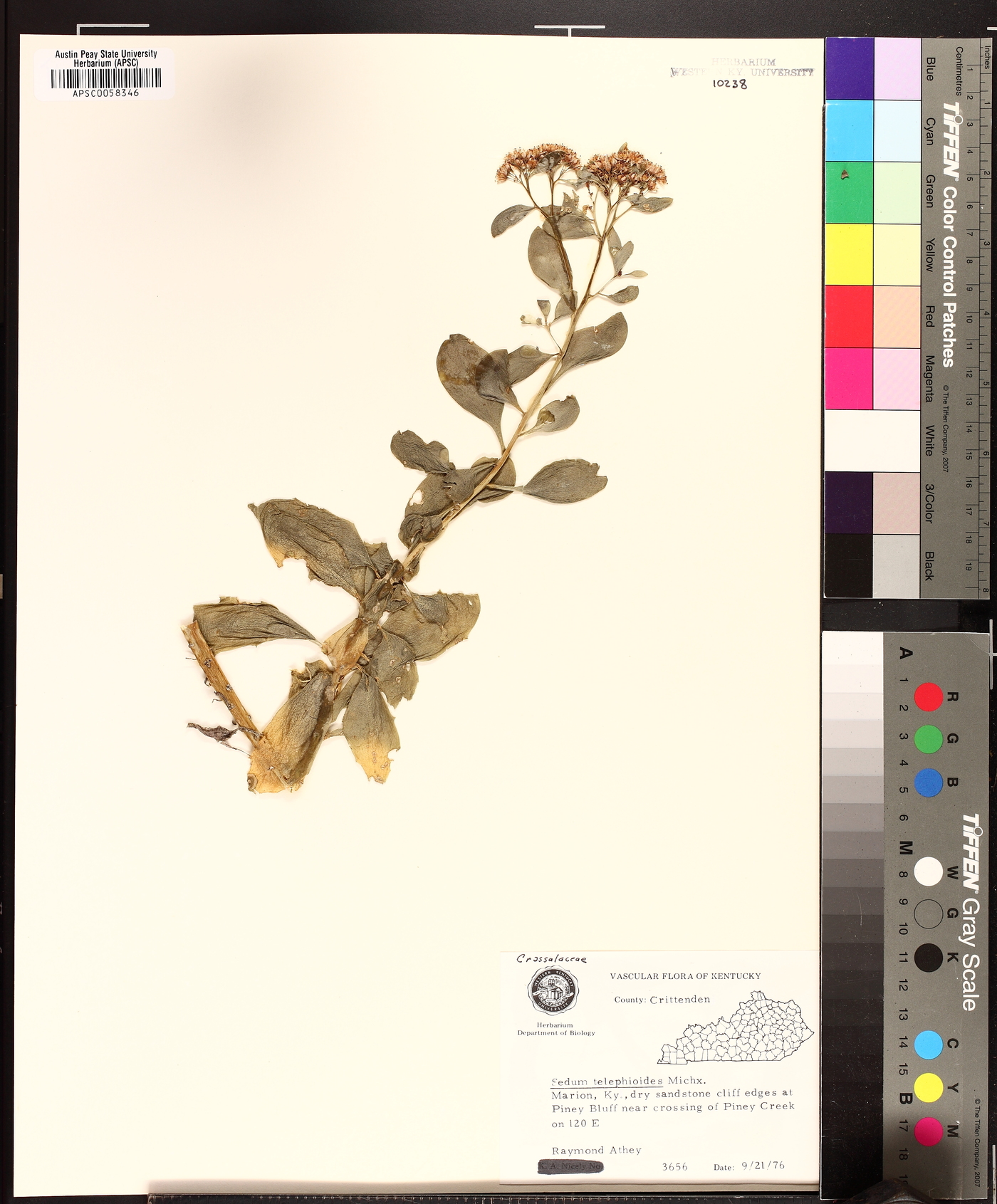 Hylotelephium telephioides image