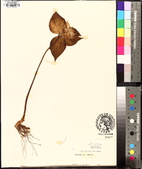 Trillium undulatum image