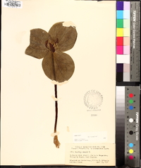 Trillium sessile image