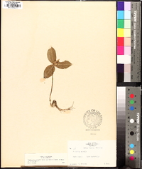 Trillium sessile image