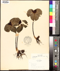 Trillium sessile image