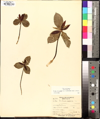 Trillium sessile image