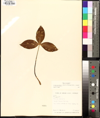 Trillium sessile image