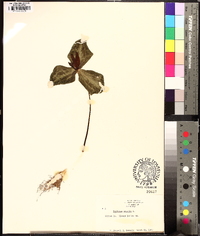 Trillium sessile image