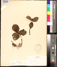 Trillium sessile image