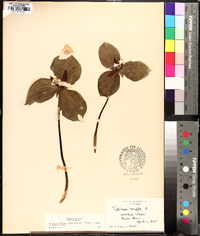 Trillium sessile image