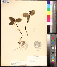 Trillium sessile image