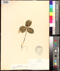 Trillium sessile image