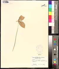 Trillium recurvatum image