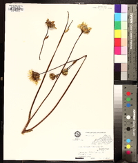 Silphium pinnatifidum image