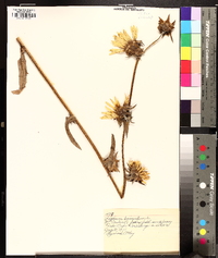 Silphium laciniatum image