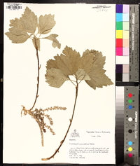 Pachysandra procumbens image