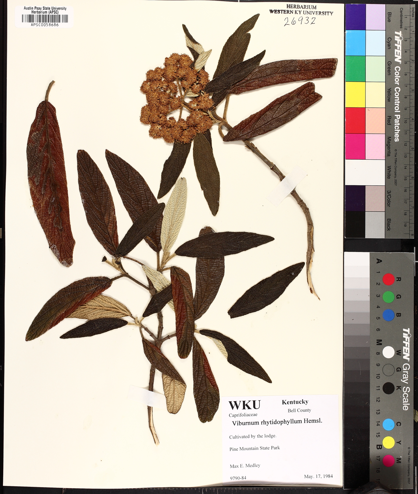 Viburnum rhytidophyllum image