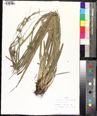 Carex folliculata image