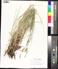 Carex festucacea image