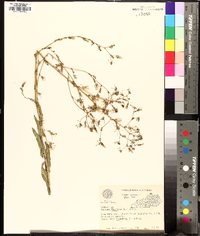 Lactuca floridana image