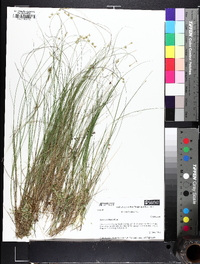 Carex echinata image