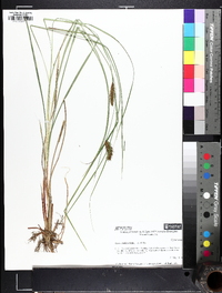 Carex bullata image