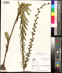 Liatris squarrulosa image