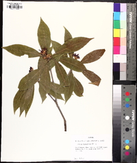 Illicium floridanum image