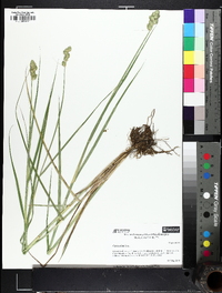 Carex alata image