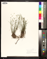 Juncus debilis image