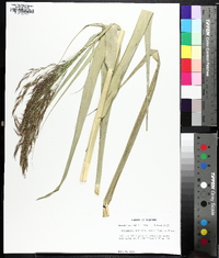 Phragmites karka image