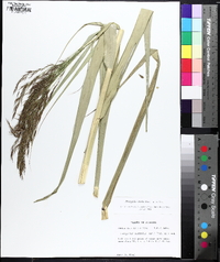 Phragmites karka image