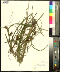 Carex louisianica image