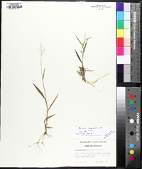 Dichanthelium acuminatum subsp. columbianum image