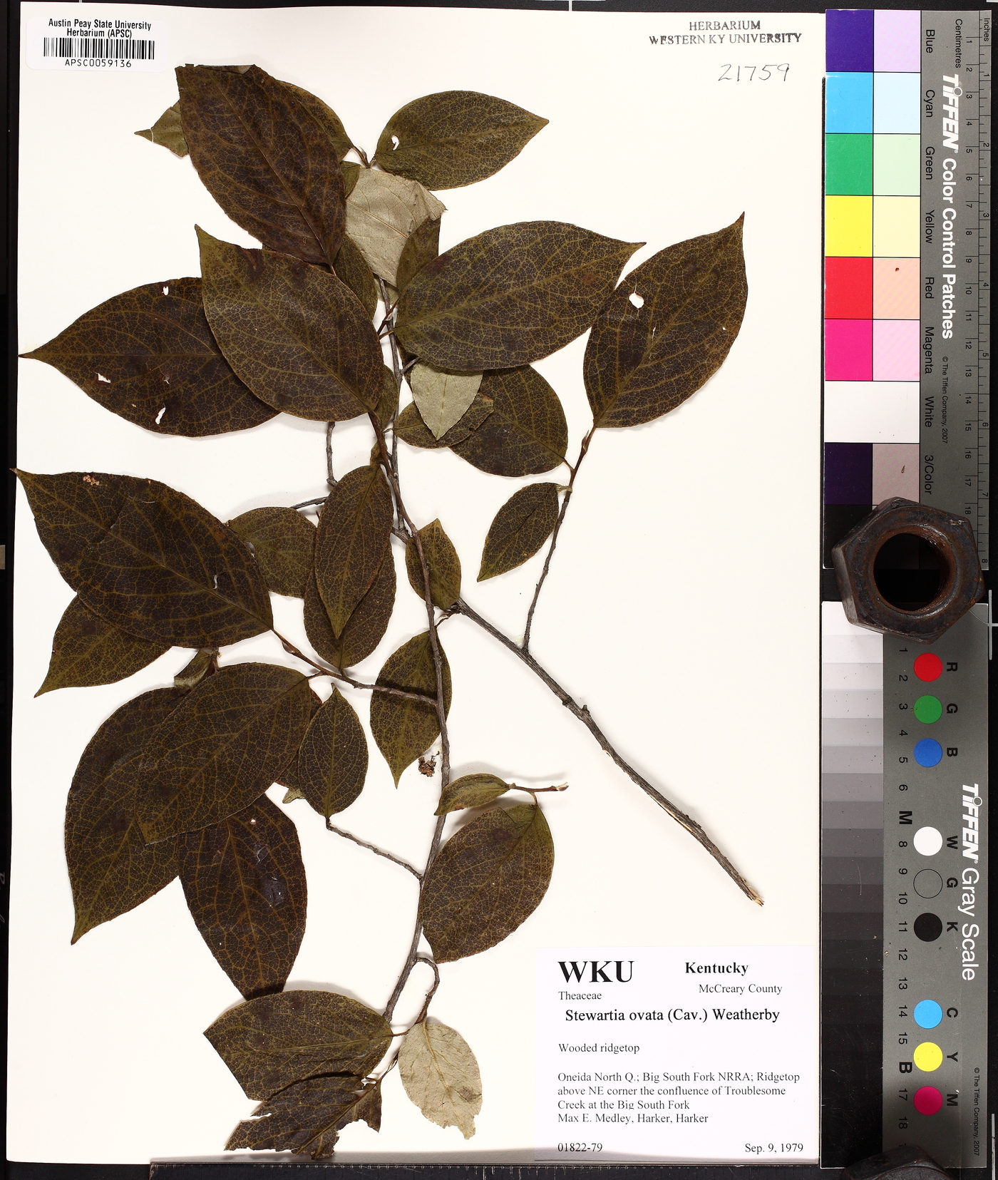 Stewartia ovata image