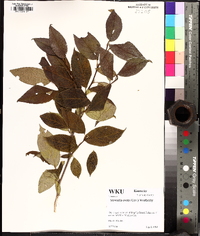 Stewartia ovata image