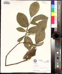 Dirca palustris image