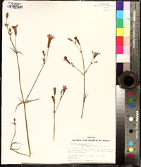 Silene laciniata image