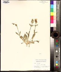 Silene caroliniana image