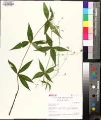 Silene stellata image