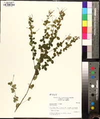 Lespedeza hirta image