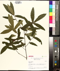 Quercus phellos image