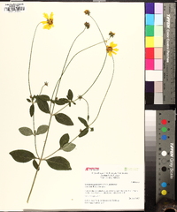 Coreopsis pubescens image