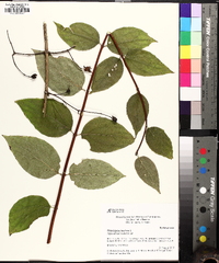 Philadelphus inodorus image