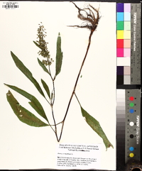 Rumex verticillatus image