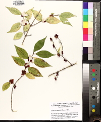 Lonicera maackii image