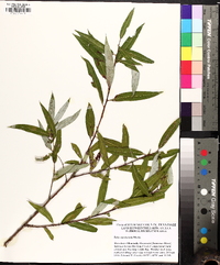 Salix caroliniana image