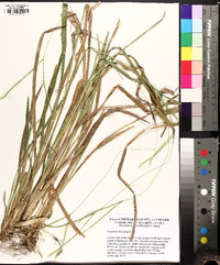 Paspalum distichum image