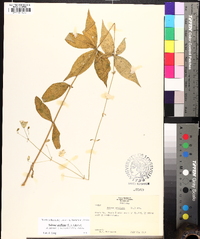 Silene stellata image