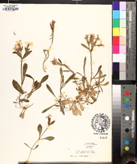 Silene caroliniana image