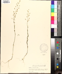 Camelina microcarpa image