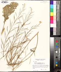 Brassica juncea image