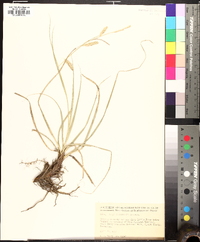 Carex cherokeensis image